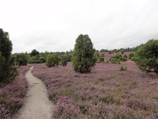 heide